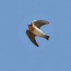 Cave Swallow